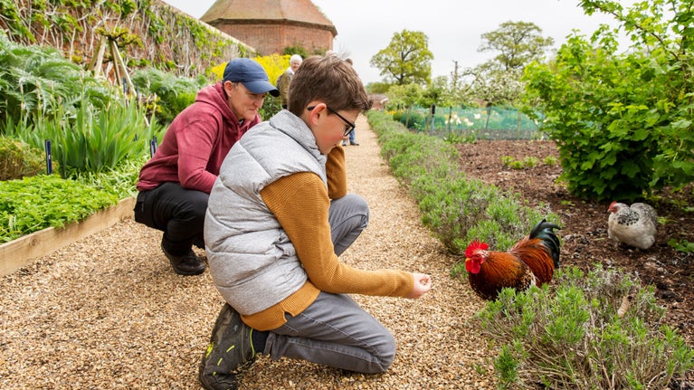 Adult and child crouch in the Walled Garden to offer a cockerel some seed.